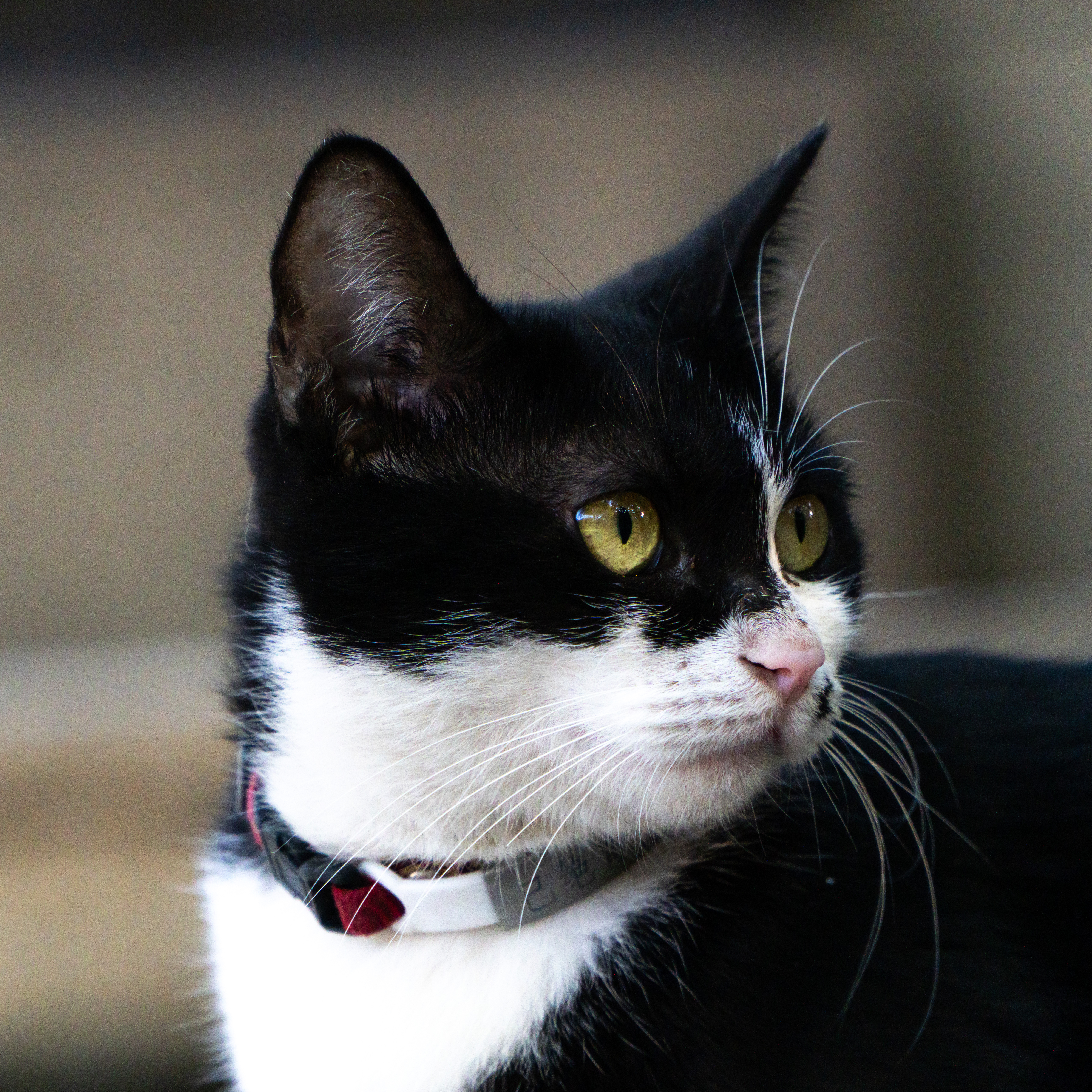 Cats10