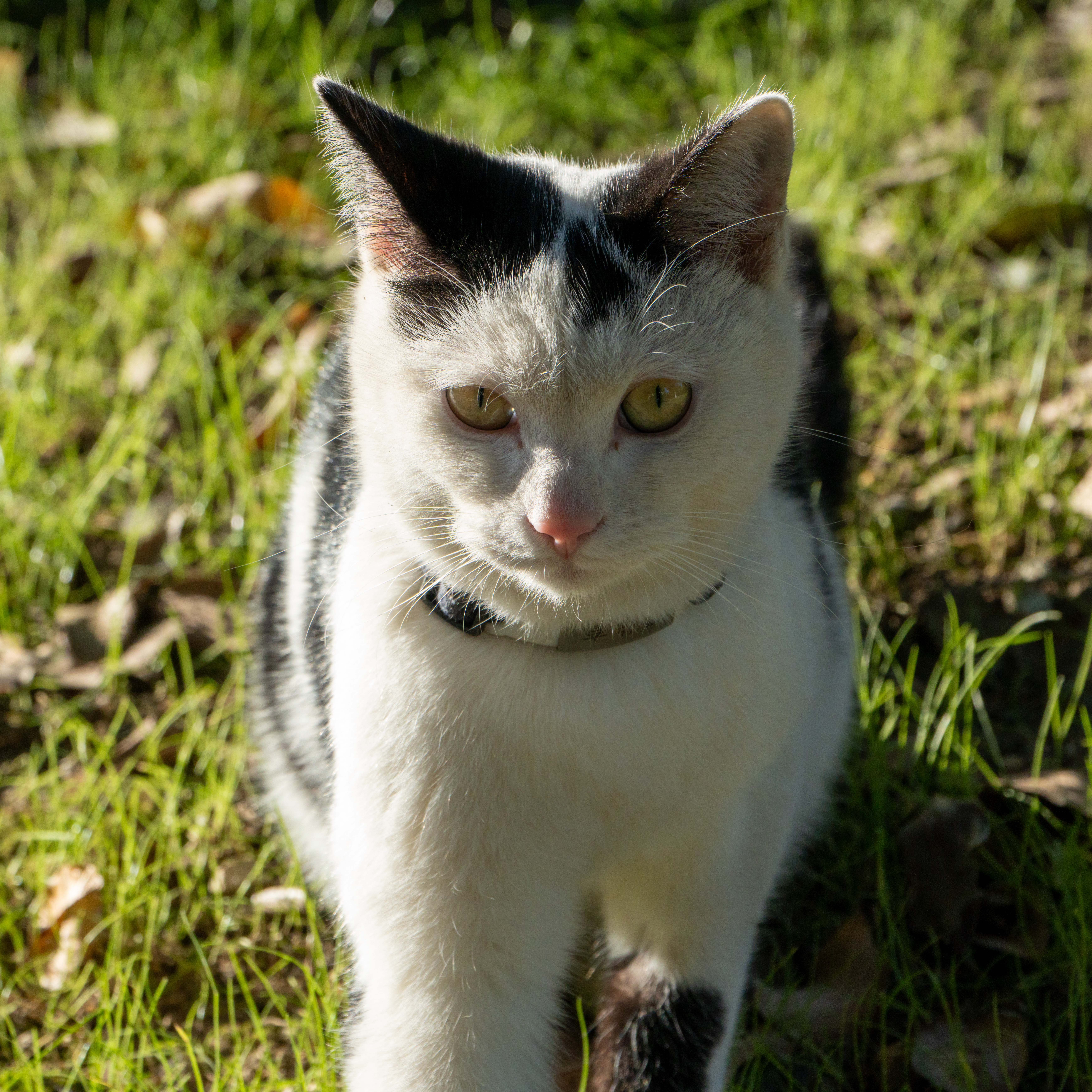 Cats2