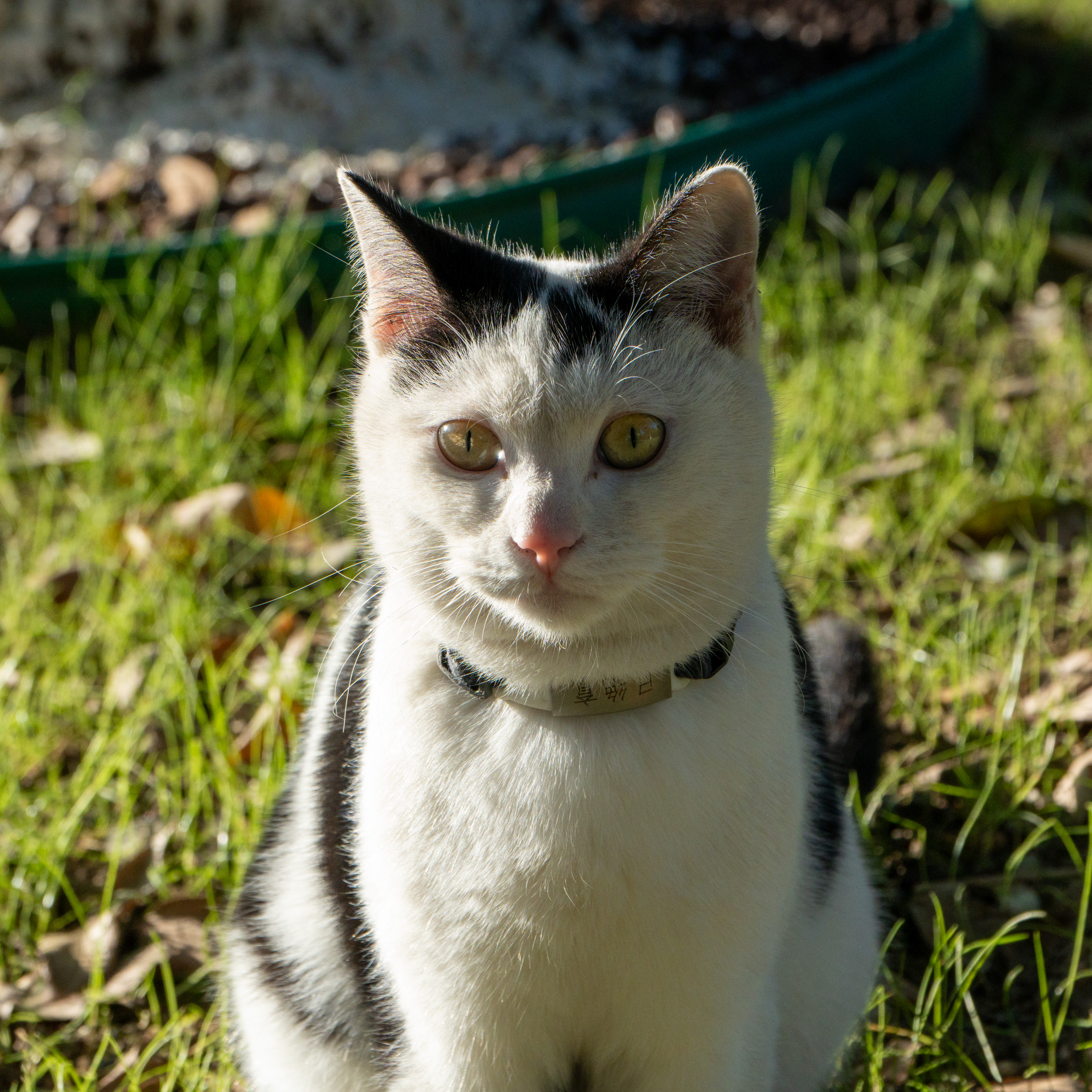 Cats3