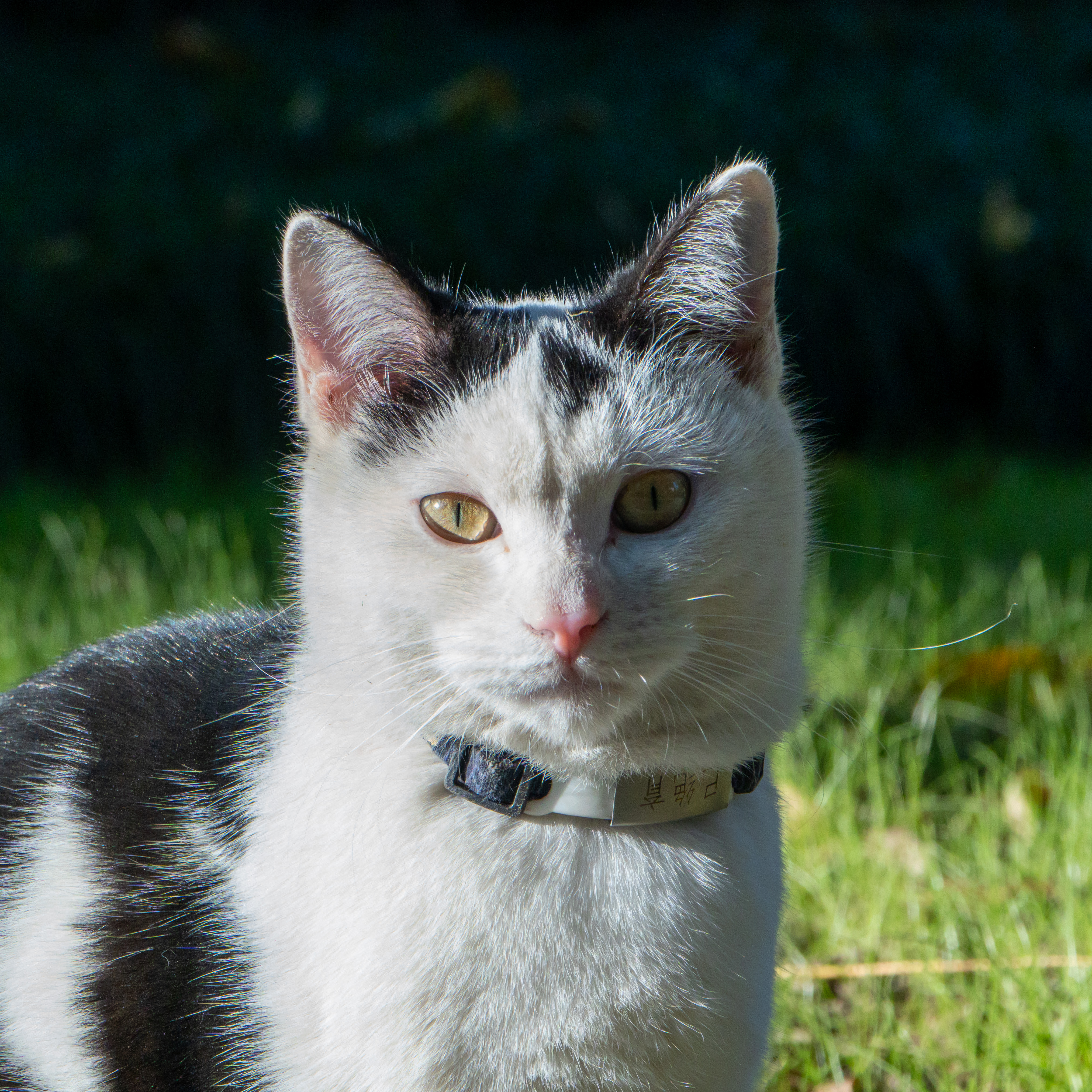 Cats5