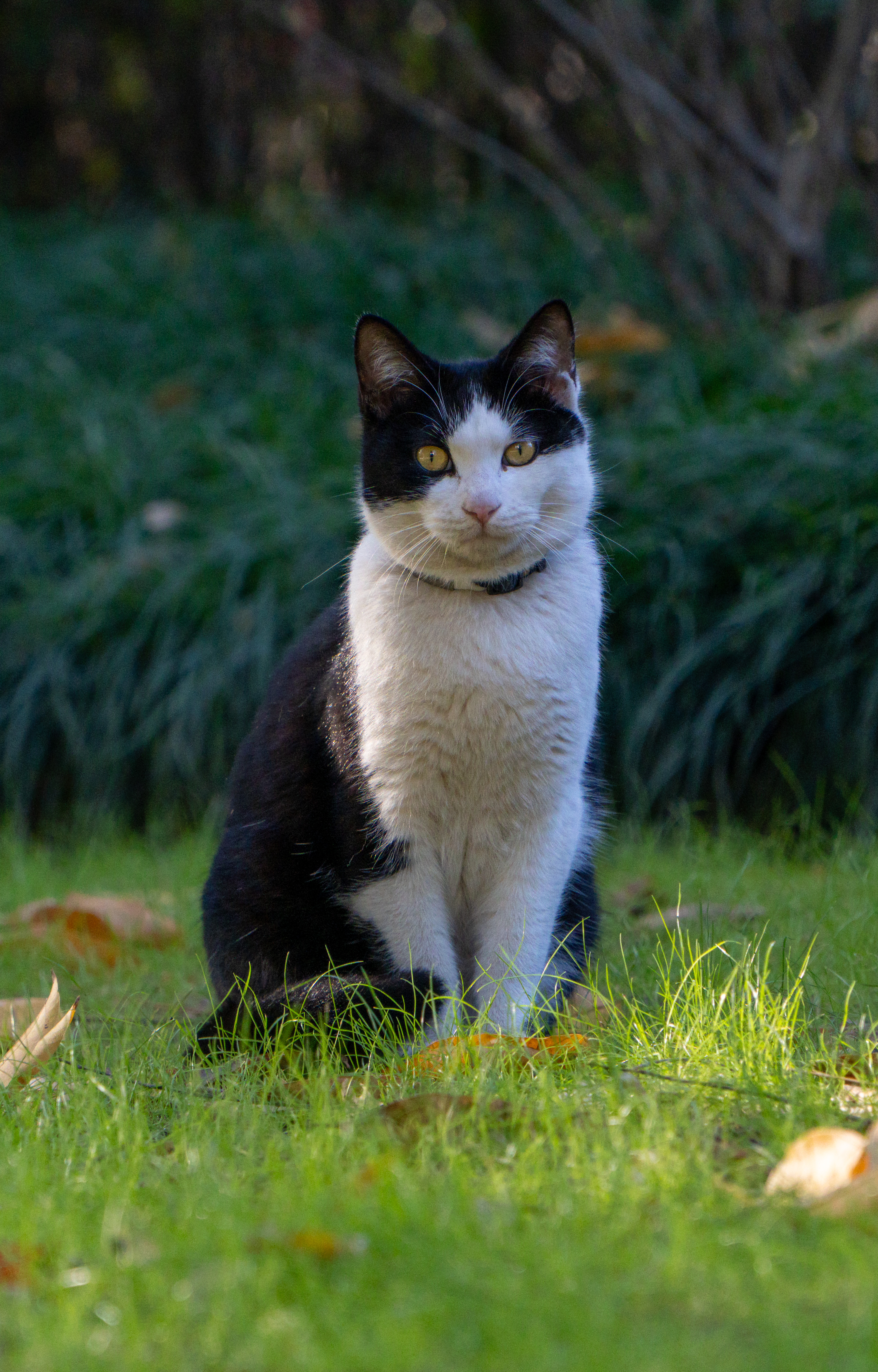 Cats6