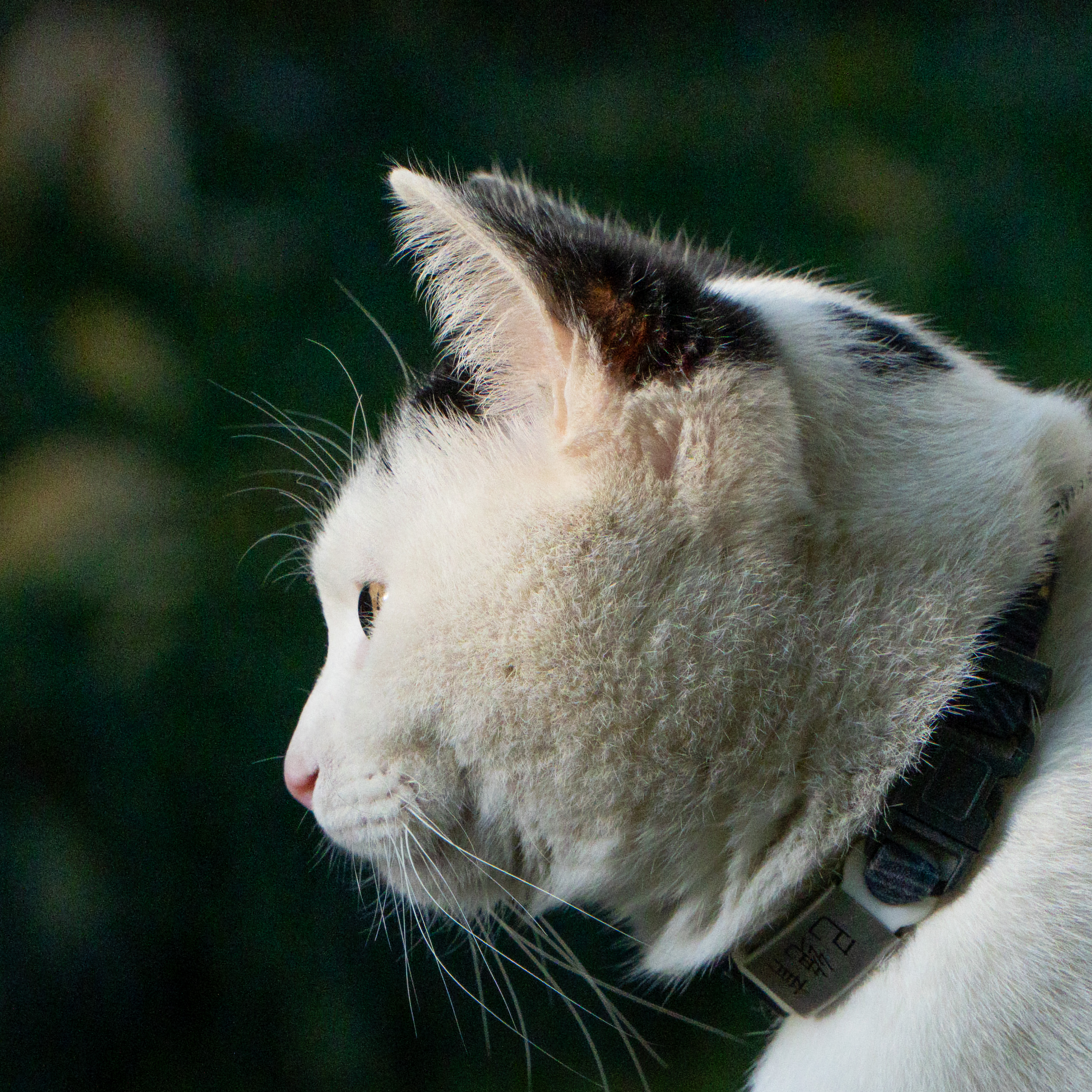 Cats9